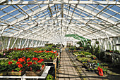 Greenhouse, Island of Guernsey, Bailiwick of Guernsey, British Crown dependency, English Channel, Europe