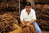 Man checking dried tobacco leaves, Brena Alta, La Palma, Canary Islands, Spain, Atlantic Ocean, Europe