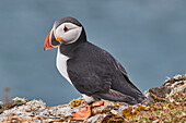 Papageitaucher (Fratercula arctica), im Juli auf der Insel Skomer, einem Naturschutzgebiet vor der Küste von Pembrokeshire, Wales, Vereinigtes Königreich, Europa