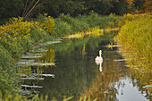 Höckerschwan (Cygnus olor), in den Sümpfen des Ham Wall National Nature Reserve, eines der Avalon Marshes Naturschutzgebiete, in der Nähe von Glastonbury, Somerset, England, Vereinigtes Königreich, Europa