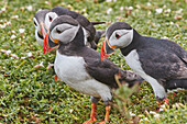 Papageientaucher (Fratercula arctica), auf der Insel Skomer im Juli, einem Naturschutzgebiet vor der Küste von Pembrokeshire, Wales, Vereinigtes Königreich, Europa