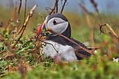 Papageientaucher (Fratercula arctica), auf der Insel Skomer im Juli, einem Naturschutzgebiet vor der Küste von Pembrokeshire, Wales, Vereinigtes Königreich, Europa