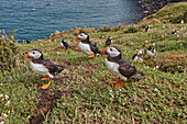 Papageientaucher (Fratercula arctica), auf der Insel Skomer im Juli, einem Naturschutzgebiet vor der Küste von Pembrokeshire, Wales, Vereinigtes Königreich, Europa