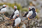 Papageientaucher (Fratercula arctica), im Juli auf der Insel Skomer, einem Naturschutzgebiet vor der Küste von Pembrokeshire, Wales, Vereinigtes Königreich, Europa