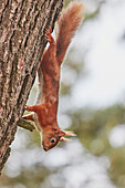 A Red Squirrel (Sciurus vulgaris), in conifer woodland on Brownsea Island, a nature reserve in Poole Harbour, Dorset, England, United Kingdom, Europe