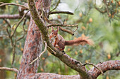 A Red Squirrel (Sciurus vulgaris), in conifer woodland on Brownsea Island, a nature reserve in Poole Harbour, Dorset, England, United Kingdom, Europe