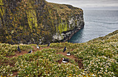 Cliffs at the Wick, an der Südküste der Insel Skomer, einem Naturschutzgebiet an der Küste von Pembrokeshire, Wales, Vereinigtes Königreich, Europa