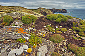 Daisies on Skomer Head, on the west coast of Skomer Island, a nature reserve off the coast of Pembrokeshire, Wales, United Kingdom, Europe