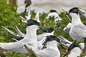 Sandwichseeschwalben (Sterna sandivicensis), in ihrer Brutkolonie im Juni, auf Brownsea Island, einem Naturschutzgebiet im Hafen von Poole, Dorset, England, Vereinigtes Königreich, Europa