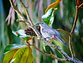 Grauer Katzenvogel (Dumetella carolinensis), ein insektenfressender Vogel, verbreitet in Nord- und Mittelamerika