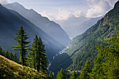 Almwiesen und Wald im Sommer vor dem Monte Rosa, Naturpark Valsesia und das Alta Val Strona, Piemont, Italienische Alpen, Italien, Europa