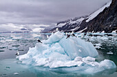 Adult black-legged kittiwakes (Rissa tridactyla) resting on ice in the Svalbard Archipelago, Barents Sea, Norway, Arctic, Europe