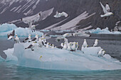 Adult black-legged kittiwakes (Rissa tridactyla) resting on ice in the Svalbard Archipelago, Barents Sea, Norway, Arctic, Europe