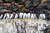 Trottellumme (Uria aalge) beim Nisten auf der Bäreninsel (Bjornoya) im Svalbard-Archipel, Norwegen, Arktis, Europa