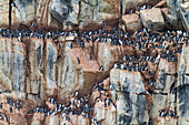 Trottellumme (Uria lomvia) Brut- und Nistplatz am Kap Fanshawe im Svalbard-Archipel, Norwegen, Arktis, Europa