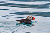 Junger Papageientaucher (Fratercula arctica) auf dem Wasser nahe der Insel Bolscheoya im Svalbard-Archipel, Norwegen, Arktis, Europa