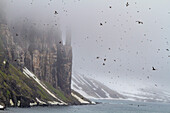 Trottellumme (Uria lomvia) Brut- und Nistplatz am Kap Fanshawe im Svalbard-Archipel, Norwegen, Arktis, Europa