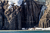 Brunnich's guillemot (Uria lomvia) in flight near breeding and nesting site at Cape Fanshawe in Svalbard, Norway, Arctic, Europe