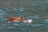 Ausgewachsene Raubmöwe (Stercorarius skua) mit kürzlich erlegtem Tier im Svalbard-Archipel, Norwegen, Arktis, Europa