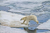 An adult polar bear (Ursus maritimus) leaping from ice floe to ice floe in the Svalbard Archipelago, Norway, Arctic, Europe