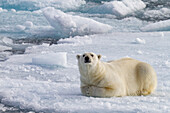 Ein neugieriger junger Eisbär (Ursus maritimus) auf dem Eis im Svalbard Archipelago, Norwegen, Arktis, Europa