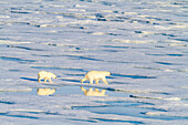 A mother and cub polar bear (Ursus maritimus) traveling from ice floe to ice floe in the Svalbard Archipelago, Norway, Arctic, Europe