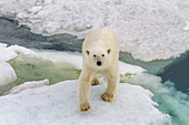 A curious young polar bear (Ursus maritimus) on ice floe in the Svalbard Archipelago, Norway, Arctic, Europe