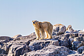 Ein alter, abgemagerter männlicher Eisbär (Ursus maritimus) sucht verzweifelt nach Nahrung im Svalbard Archipelago, Norwegen, Arktis, Europa