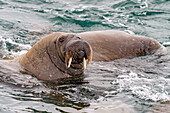 Neugieriger Walrossbulle (Odobenus rosmarus rosmarus) nähert sich dem Schiff auf der Insel Moffen im Svalbard-Archipel, Norwegen, Arktis, Europa