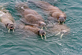 Neugieriger Walrossbulle (Odobenus rosmarus rosmarus) nähert sich dem Schiff bei Moffen Island im Svalbard Archipelago, Norwegen, Arktis, Europa