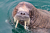 Neugieriger ausgewachsener Walrossbulle (Odobenus rosmarus rosmarus) nähert sich dem Schiff auf der Insel Moffen im Svalbard-Archipel, Norwegen, Arktis, Europa