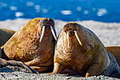 Adult bull walrus (Odobenus rosmarus rosmarus) hauled out on the beach in the Svalbard Archipelago, Norway, Arctic, Europe