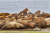 Ausgewachsener Walrossbulle (Odobenus rosmarus rosmarus) am Strand des Svalbard-Archipels, Norwegen, Arktis, Europa