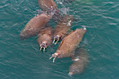 Neugieriger Walrossbulle (Odobenus rosmarus rosmarus) nähert sich dem Schiff auf der Insel Moffen im Svalbard-Archipel, Norwegen, Arktis, Europa