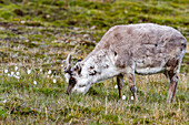 Ausgewachsenes Spitzbergen-Rentier (Rangifer tarandus platyrhynchus) beim Grasen innerhalb der Stadtgrenzen von Longyearbyen, Spitzbergen, Svalbard, Norwegen, Arktis, Europa