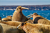 Ausgewachsener Walrossbulle (Odobenus rosmarus rosmarus) am Strand im Svalbard Archipelago, Norwegen, Arktis, Europa