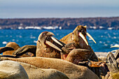 Ausgewachsener Walrossbulle (Odobenus rosmarus rosmarus) am Strand im Svalbard Archipelago, Norwegen, Arktis, Europa