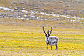 Adult Svalbard reindeer (Rangifer tarandus platyrhynchus) grazing on tundra in the Svalbard Archipelago, Norway, Arctic, Europe