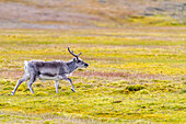 Ausgewachsenes Spitzbergen-Rentier (Rangifer tarandus platyrhynchus) beim Grasen auf der Tundra im Svalbard-Archipel, Norwegen, Arktis, Europa