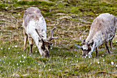 Adult Svalbard reindeer (Rangifer tarandus platyrhynchus) grazing within the town limits of Longyearbyen, Spitsbergen, Svalbard, Norway, Arctic, Europe