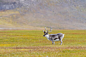 Adult Svalbard reindeer (Rangifer tarandus platyrhynchus) grazing on tundra in the Svalbard Archipelago, Norway, Arctic, Europe