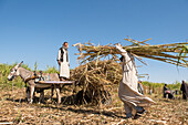 Sugar cane harvest, Ramadi village, west bank of the Nile south of Edfu, Egypt, North Africa, Africa