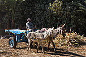 Donkey cart, sugar cane harvest, Ramadi village, west bank of the Nile south of Edfu, Egypt, North Africa, Africa