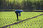 Man working in a cereal field near village of Ramadi, west bank of the Nile south of Edfu, Egypt, North Africa, Africa