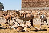 Camels in the courtyard of the house of a camel dealer in Daraw, Egypt, North Africa, Africa