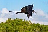 Fregattvogel (Fregata minor) bei der Fütterung der frisch geschlüpften Grünen Meeresschildkröte (Chelonia mydas) auf den Galapagos-Inseln, UNESCO-Welterbe, Ecuador, Südamerika