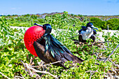 Männlicher Fregattvogel (Fregata minor) im Brutkleid mit rotem Kehlsack, auf der Insel Genovesa (Tower), Galapagos, UNESCO-Welterbe, Ecuador, Südamerika