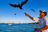 Fregattvogel (Fregata minor) nimmt Handzettel von einem Fischer in Puerto Ayora auf der Insel Santa Cruz, Galapagos, UNESCO-Weltnaturerbe, Ecuador, Südamerika