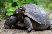 Wilde Galapagos-Riesenschildkröte (Geochelone elephantopus) in der Bucht von Urbina, Insel Isabela, Galapagos-Inseln, UNESCO-Weltnaturerbe, Ecuador, Südamerika