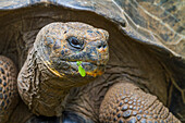 In Gefangenschaft lebende Galapagos-Riesenschildkröte (Geochelone elephantopus) in der Charles-Darwin-Forschungsstation, Galapagos, UNESCO-Welterbe, Ecuador, Südamerika